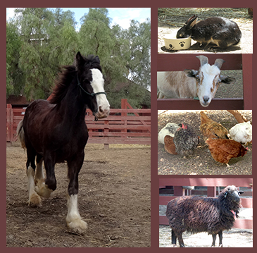 Barnyard animals at Rancho Los Alamitos